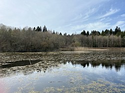 Vue de l’étang de la Bressonne