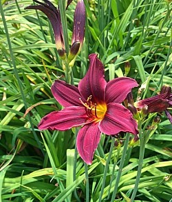 Une des célèbre iris