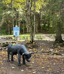 La vache noire sur le côté du sentier forestier