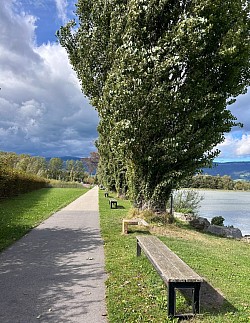 Magnifique chemin bordé de ces grands arbres