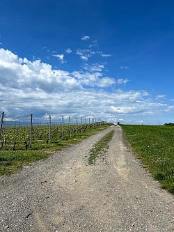 Suite de la balade à proximité de magnifiques vignes