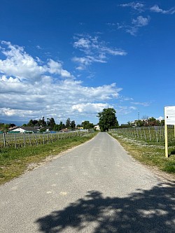 Suite de la balade au milieu des vignes