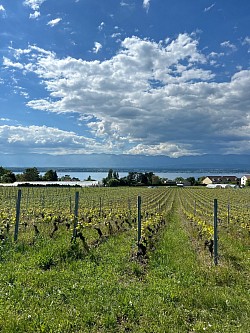 Face au lac sur un fond de vignes