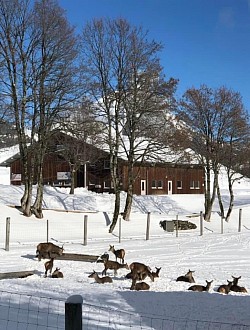 Le parc à biches